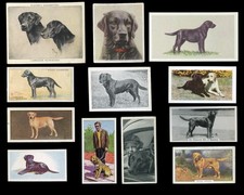 Labrador retriever lab dog - retriever,