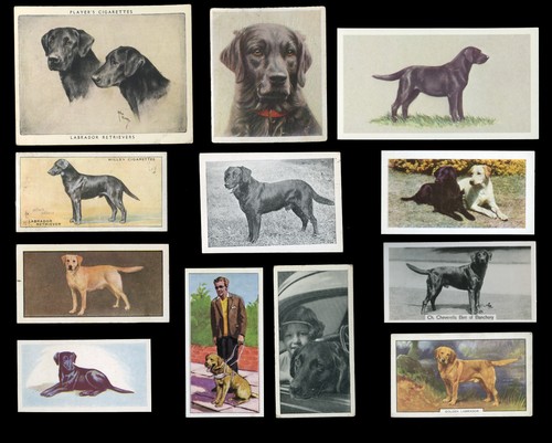 Labrador retriever lab - labrador,