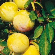 PIANTA DA FRUTTO SUSINO IVANA