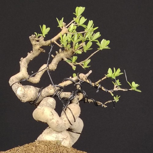Shohin japanese privet bonsai - shohin,