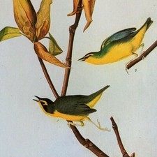 John James Audubon Birds