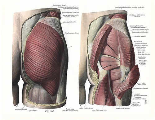 Stampa antica anatomia muscoli - stampa,