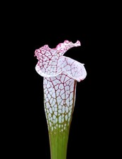 Sarracenia x CLOTO ( BOCAZA X