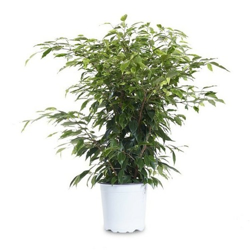 Ficus benj pianta che - benj., ex