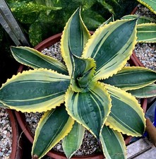 Agave Ripple Effect
