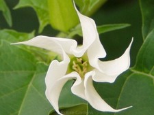 Datura stramonium, 150 semi!!