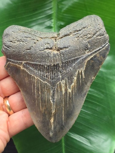 Dente scuro del - , megalodonte