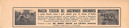 Bracchi tedeschi del
