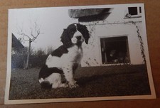  Photograph Sporting history Cute Spaniel puppy Sat In Garden 1960's