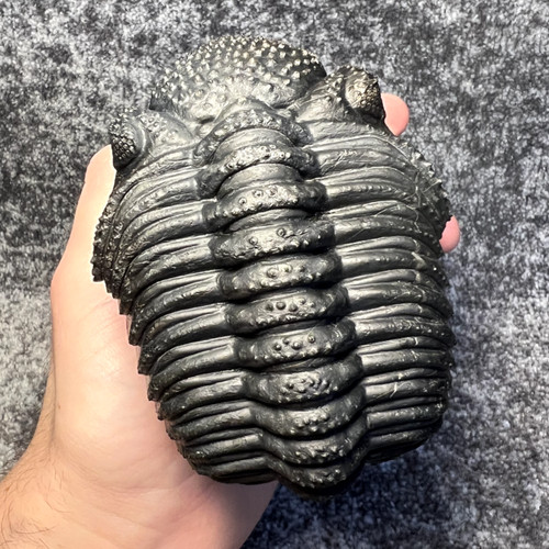 Drotops megalomanicus