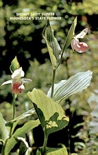 Showy Lady Slipper, Minnesota