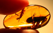 Scarabeo gigante con cappuccio