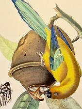 Antica incisione acciaio