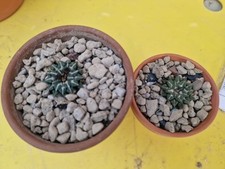 2 X Ariocarpus Kotschoubeyanus