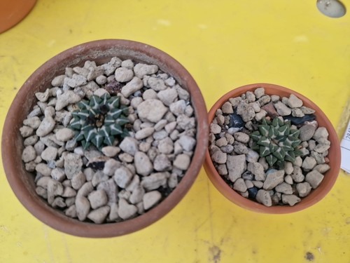 Ariocarpus kotschoubeyanus - 2,