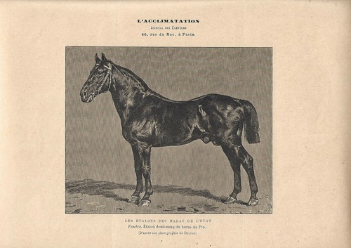Stampa antica cavallo fuschia - cavallo,