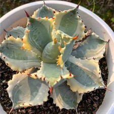 Pezzo cm cactus vivo - 1, 6-7