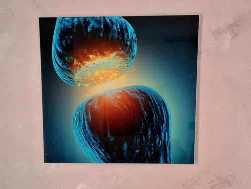 Quadri neuroni sinapsi - -,