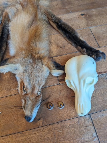 Soft mount taxidermy fox - mount,