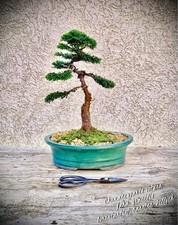 Chamaecyparis obtusa nana - chamaecyparis,