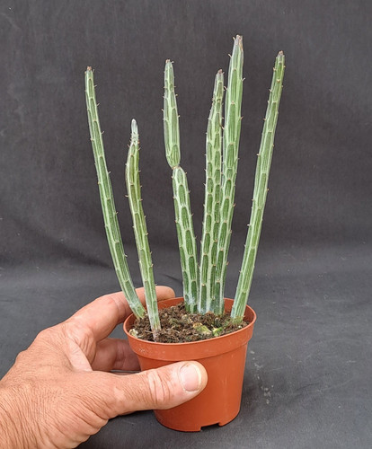 Senecio stapeliformis s - senecio,