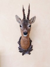 Trofeo di caccia capriolo con