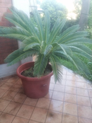 Pianta cycas tronco - di,