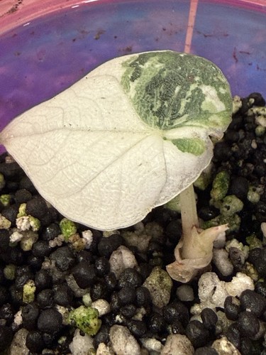 Melo albo alocasia - albo,