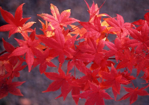Acero rosso giapponese acer - acero,