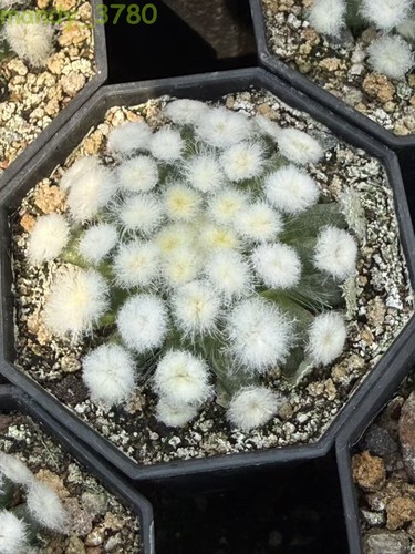 Rara pianta succulenta
