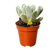 Echeveria oltre pachyveria - oltre,