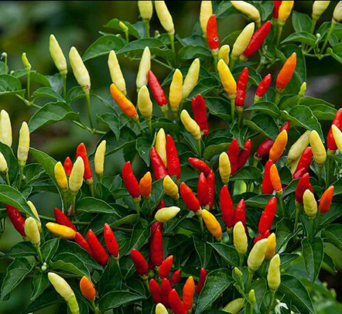 Peperoncino tabasco 10 semi - tabasco,