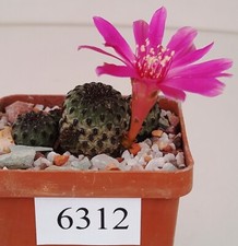 Sulcorebutia rauschii