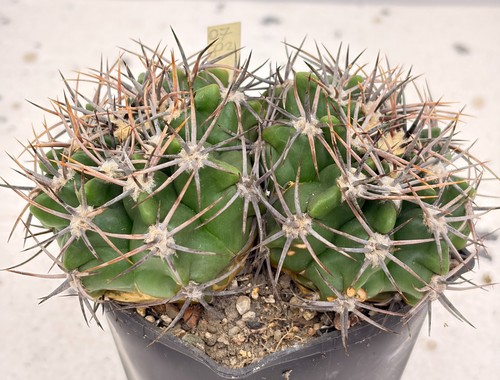 Chin cactus gymnocalycium - chin,