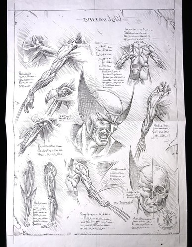 Giorgio comolo wolverine - comolo,