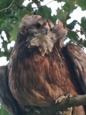 10 Uova feconde di Araucana Uova fertili 