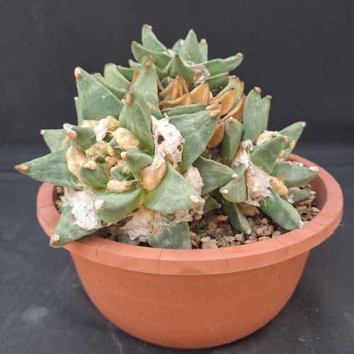 Ariocarpus retusus - , f