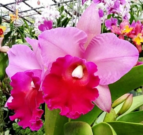 Cattleya mem robert strait x - cattleya,