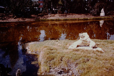 LUGLIO 1962 La Brea Tar Pits