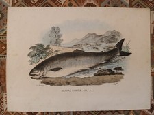 litografia 1863 SALMONE COMUNE