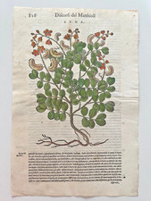MATTIOLI Xilografia 1500