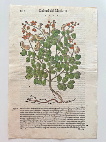 Mattioli xilografia 1500 - mattioli,