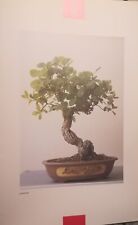 BONSAI LONICERA QUERCIA POSTER F/R ESTRATTO DA RARO CATALOGO FOTOGRAFICO
