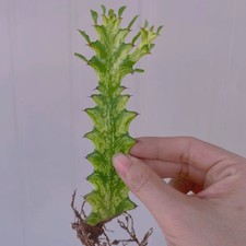 1pz 8cm taglio - taglio, rara