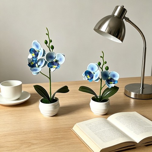 2pz piante orchidea - piante, vaso