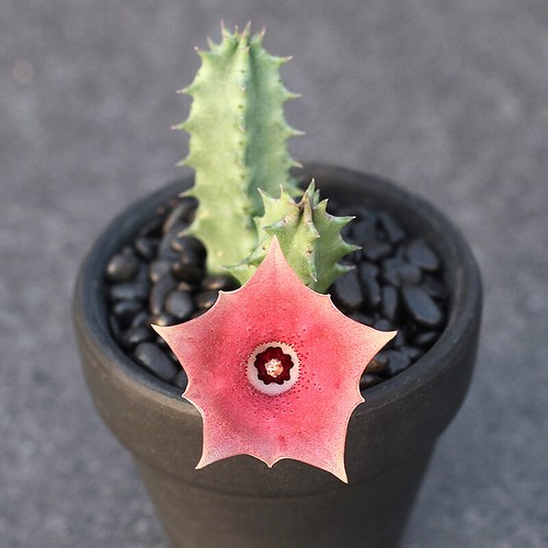 Huernia ibrida occhio rosa