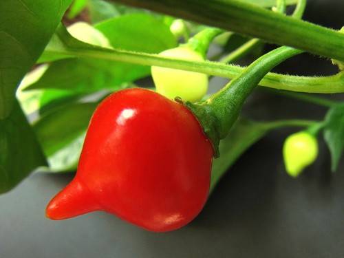 Peperoncino chupetinho 10 - peperoncino,
