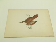 Stampe antiche uccelli - Rev