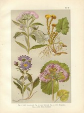 Antique Print FLOWERS HEMP