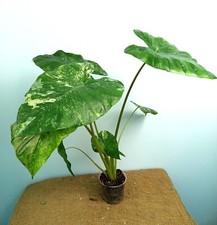 Alocasia Macrorrhiza CAMOUFLAGE Variegated  24.10.3 EXACT PLANT